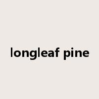longleaf pine是什么意思