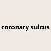 coronary sulcus是什么意思