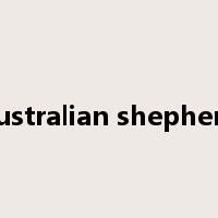australian shepherd是什么意思