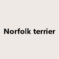 Norfolk terrier是什么意思
