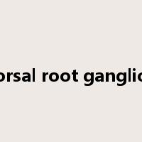 dorsal root ganglion是什么意思