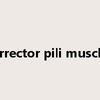 arrector pili muscle是什么意思