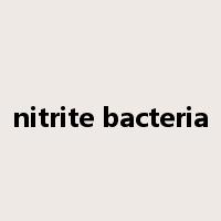 nitrite bacteria是什么意思