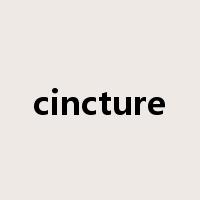 cincture是什么意思