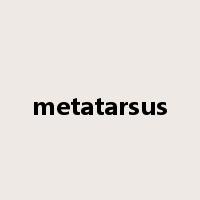 metatarsus是什么意思