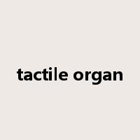 tactile organ是什么意思