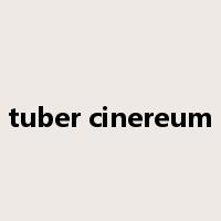 tuber cinereum是什么意思