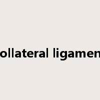 collateral ligament是什么意思