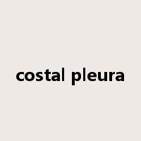 costal pleura是什么意思
