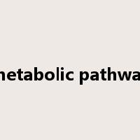 metabolic pathway是什么意思