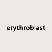 erythroblast是什么意思