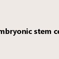 embryonic stem cell是什么意思