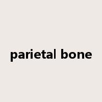 parietal bone是什么意思