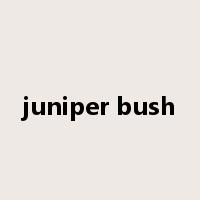 juniper bush是什么意思