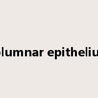 columnar epithelium是什么意思