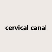cervical canal是什么意思