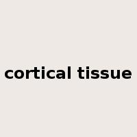 cortical tissue是什么意思