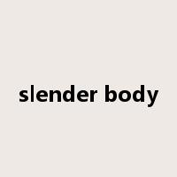 slender body是什么意思