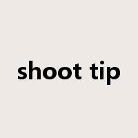 shoot tip是什么意思
