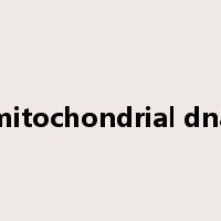 mitochondrial dna是什么意思