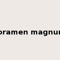 foramen magnum是什么意思