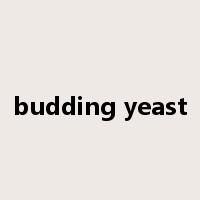 budding yeast是什么意思