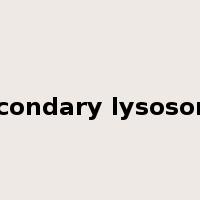 secondary lysosome是什么意思