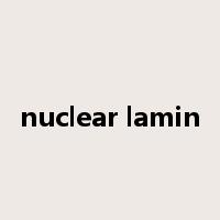 nuclear lamin是什么意思