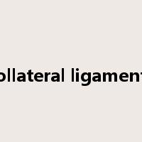 collateral ligaments是什么意思