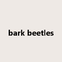 bark beetles是什么意思