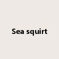 Sea squirt是什么意思