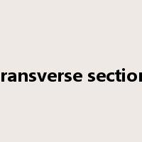 transverse section是什么意思