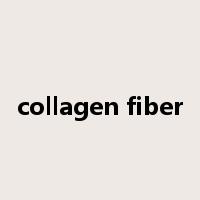 collagen fiber是什么意思