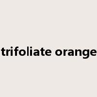 trifoliate orange是什么意思