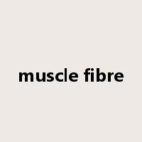 muscle fibre是什么意思