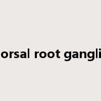 dorsal root ganglia是什么意思