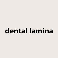 dental lamina是什么意思