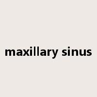 maxillary sinus是什么意思