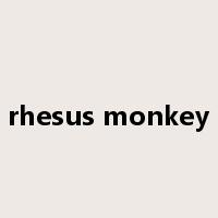 rhesus monkey是什么意思