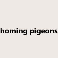 homing pigeons是什么意思