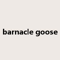 barnacle goose是什么意思
