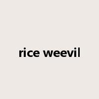 rice weevil是什么意思