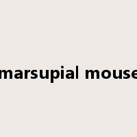 marsupial mouse是什么意思