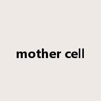 mother cell是什么意思
