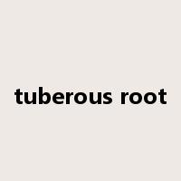 tuberous root是什么意思