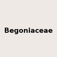 Begoniaceae是什么意思