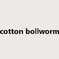 cotton bollworm是什么意思