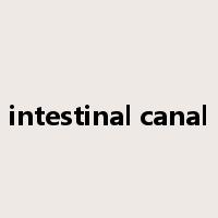 intestinal canal是什么意思