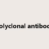 polyclonal antibody是什么意思