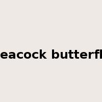 peacock butterfly是什么意思